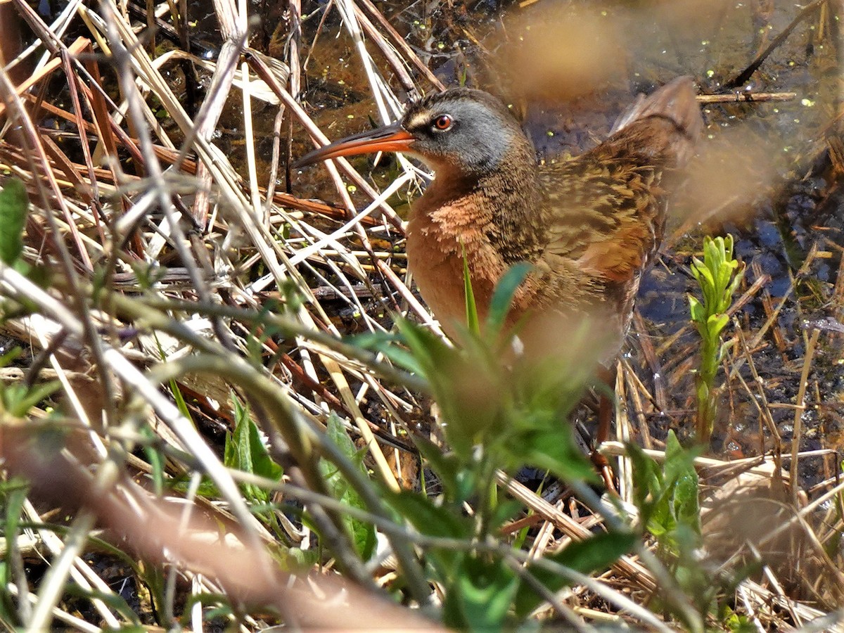 Virginia Rail - ami horowitz