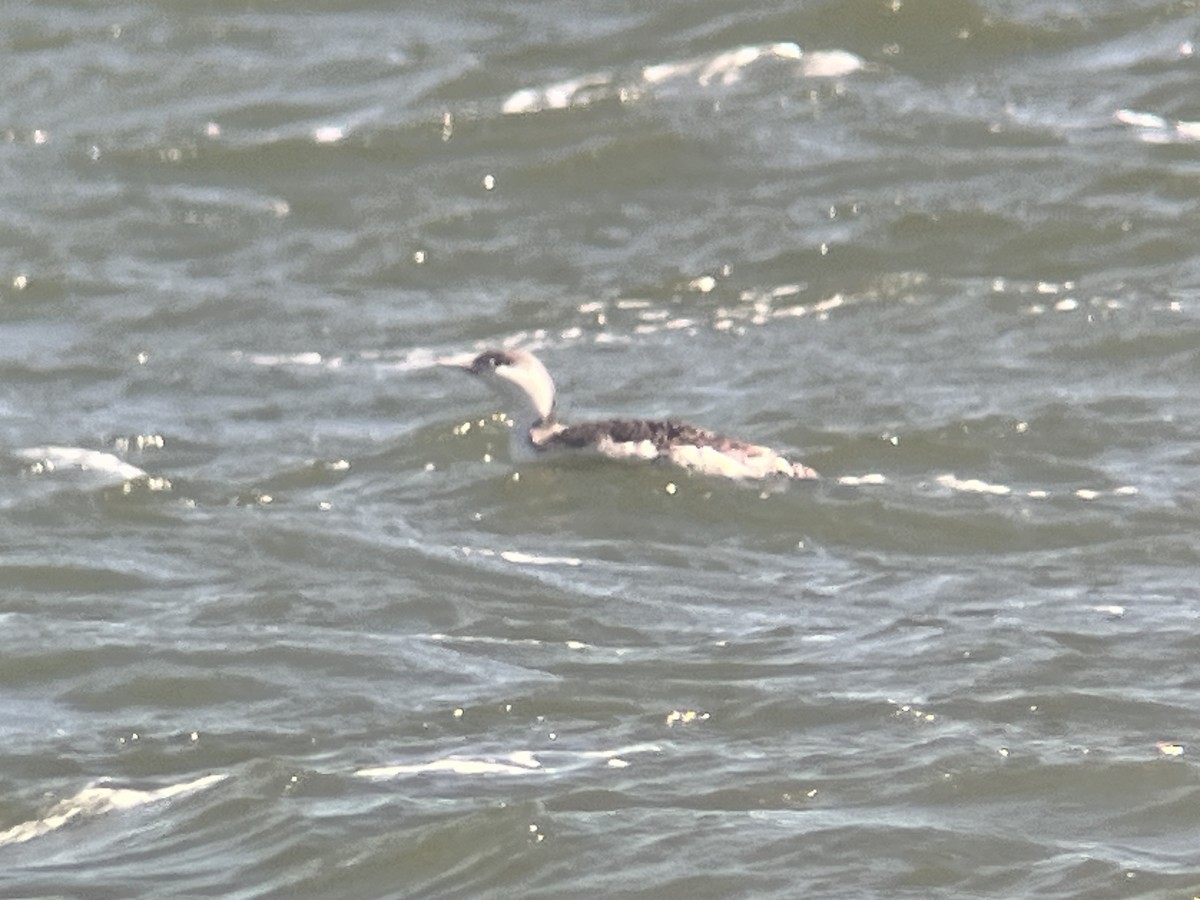 Red-throated Loon - ML616774702