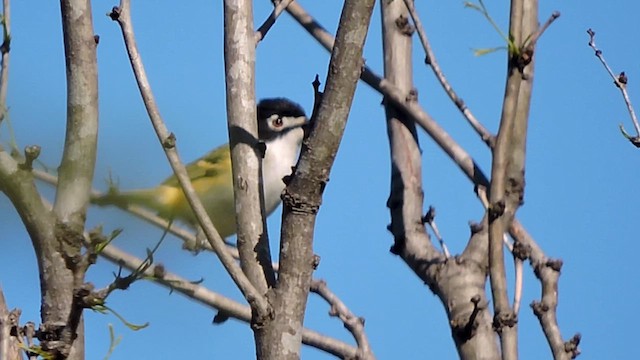 svarthettevireo - ML616774713