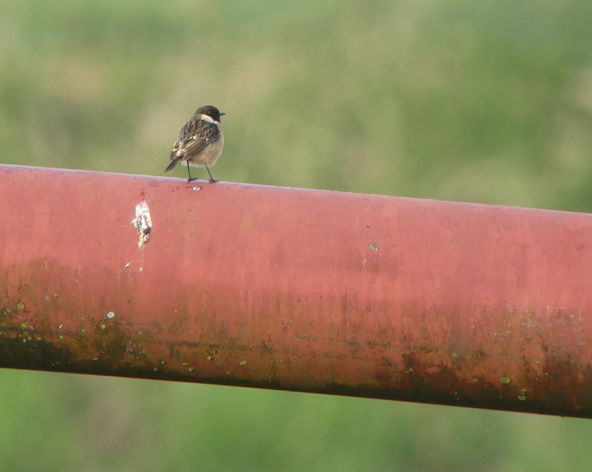 European Stonechat - Thorsten Hackbarth