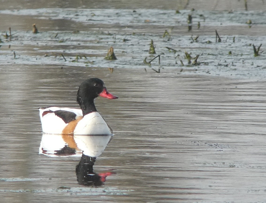 Common Shelduck - Thorsten Hackbarth