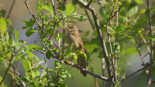 Common Grasshopper Warbler - ML616774745