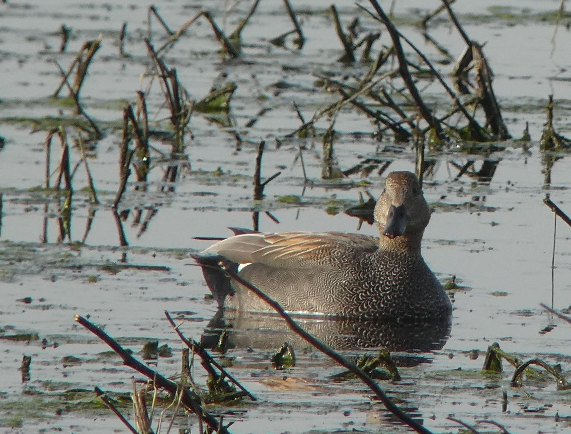 Gadwall - ML616774751