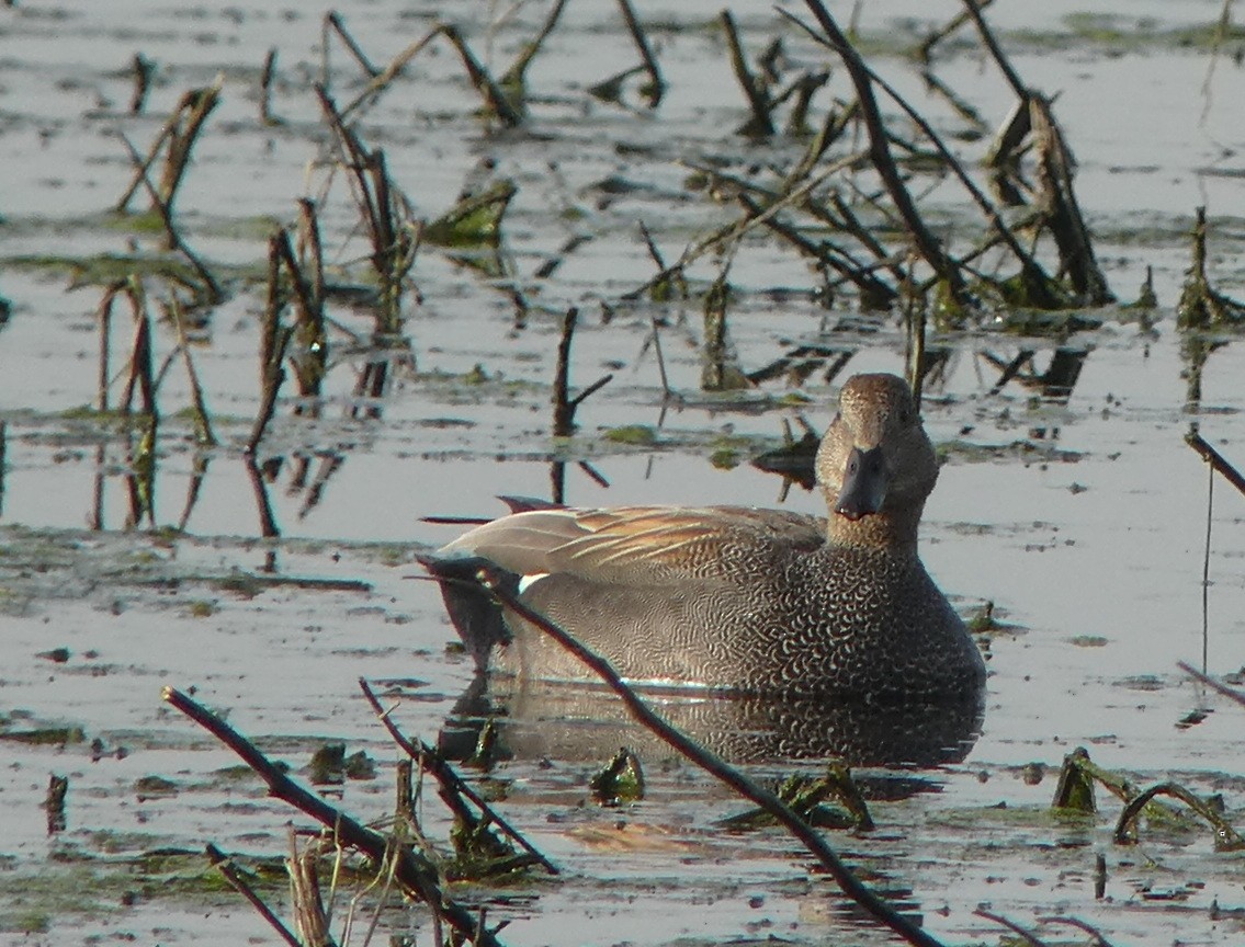 Gadwall - Thorsten Hackbarth