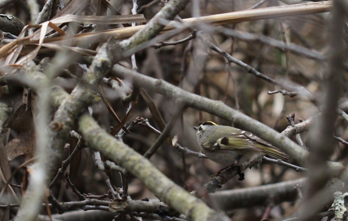 Golden-crowned Kinglet - ML616774760