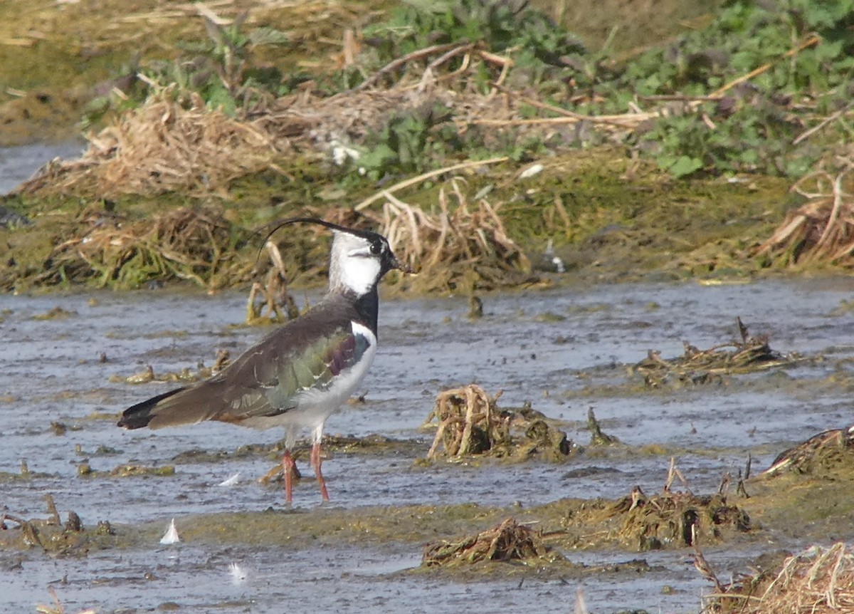 Northern Lapwing - ML616774778