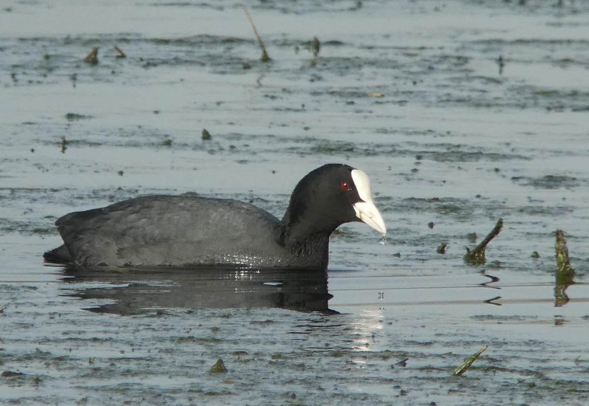 Eurasian Coot - Thorsten Hackbarth