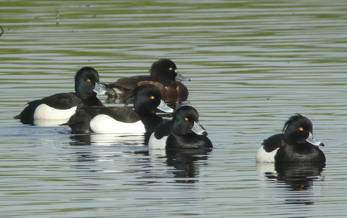 Tufted Duck - Thorsten Hackbarth