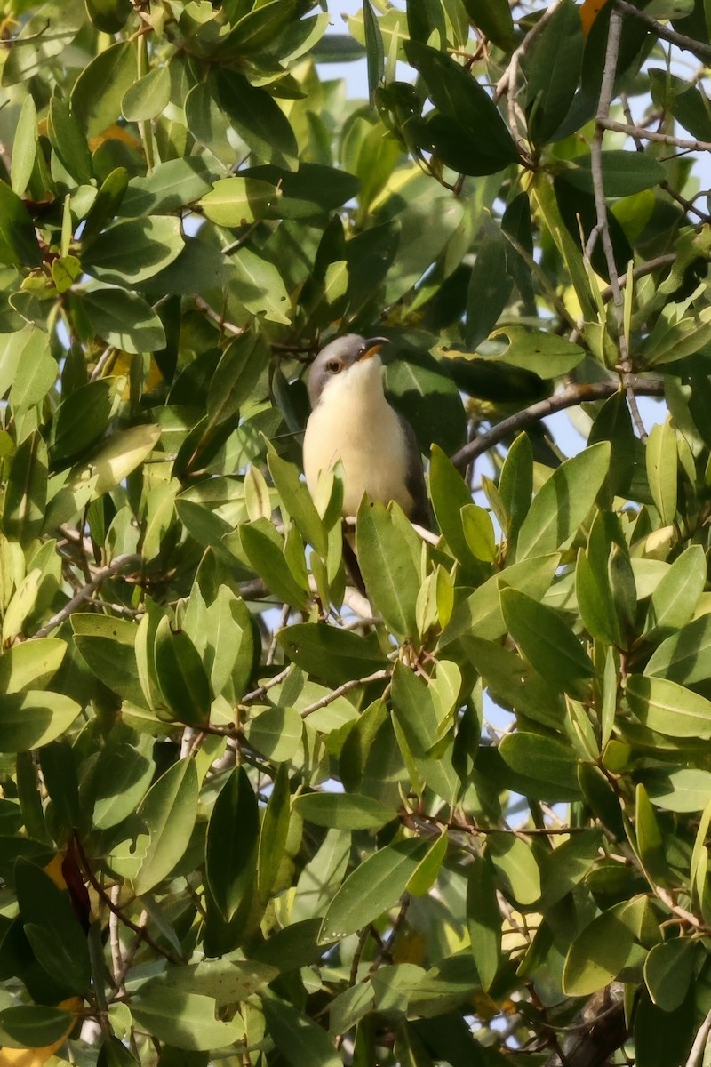 Mangrove Cuckoo - ML616774841