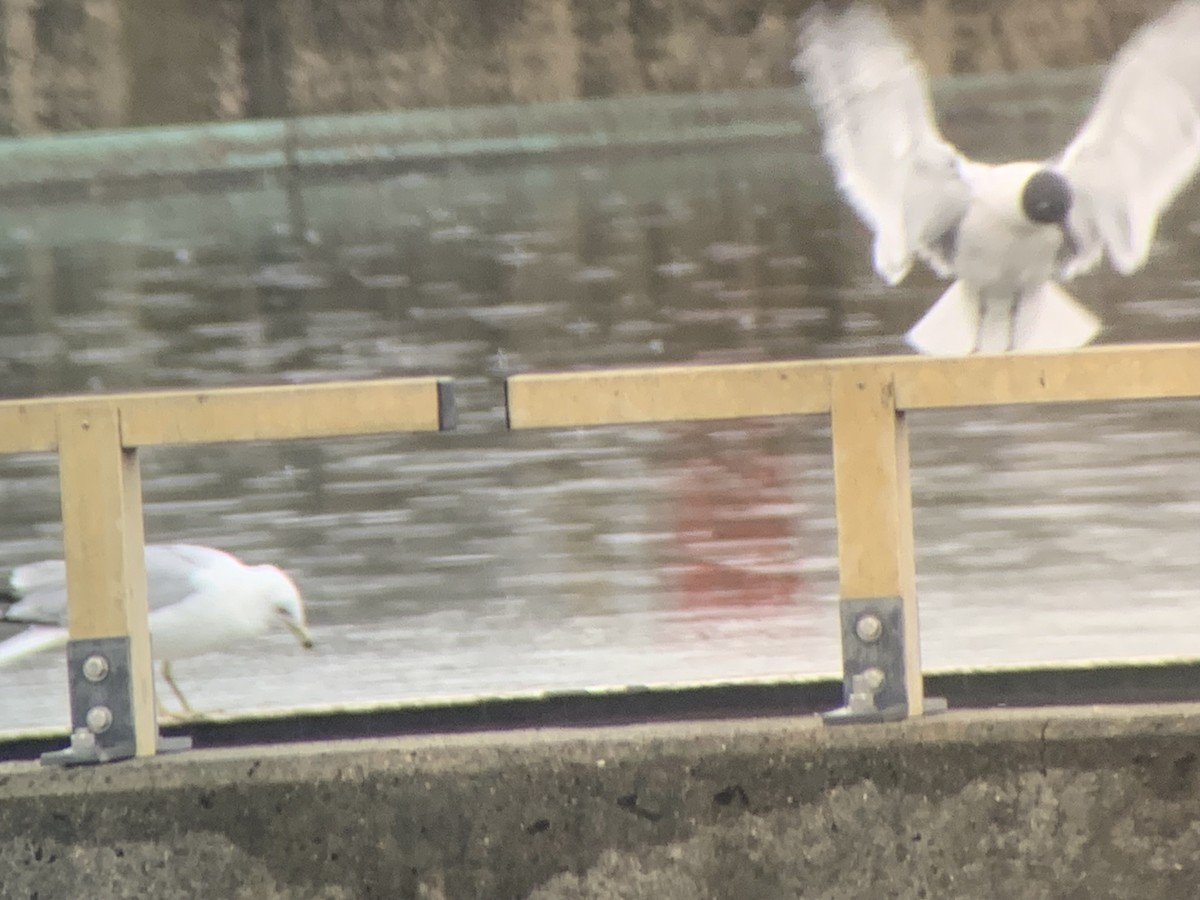Laughing Gull - ML616774846