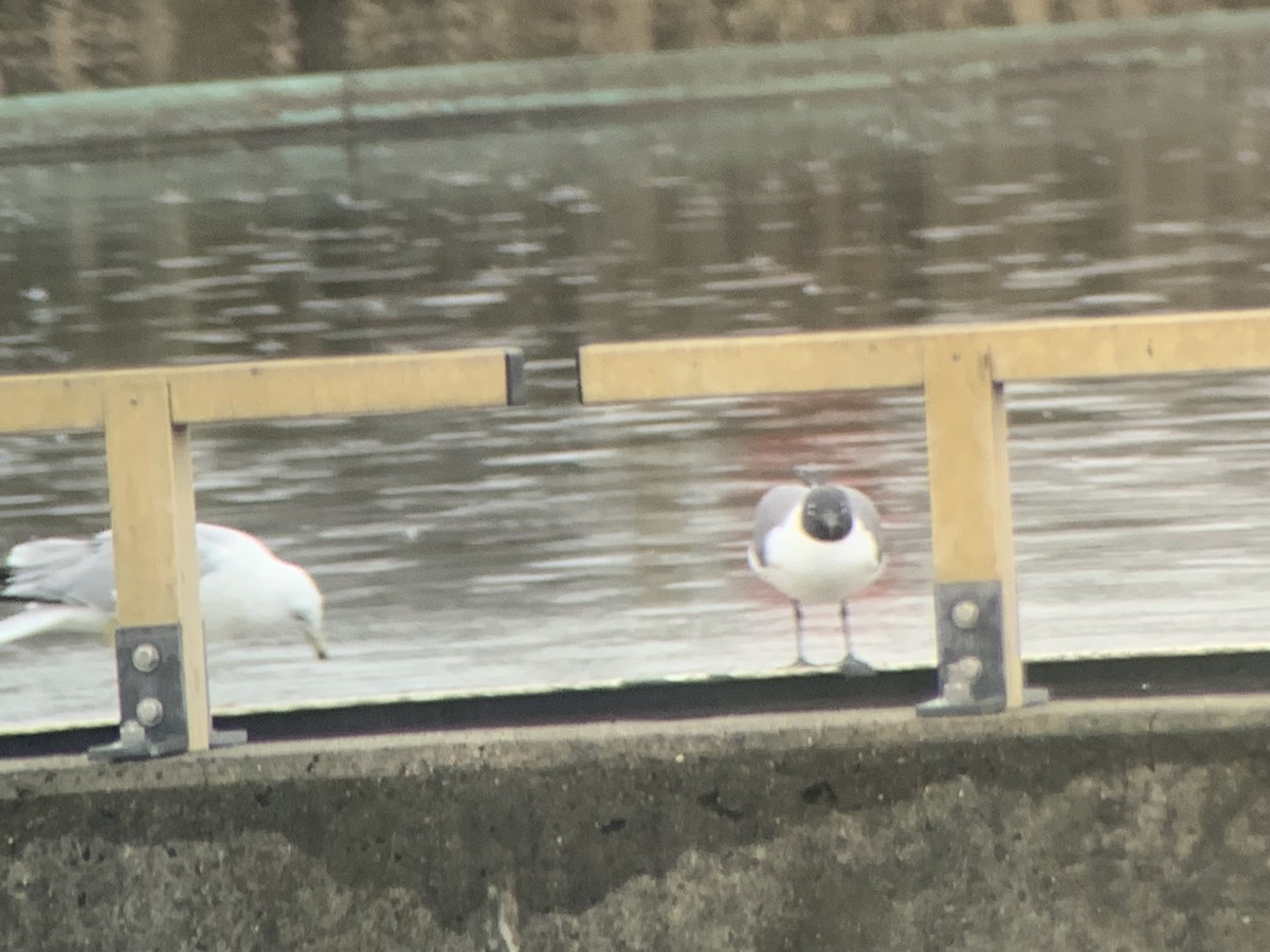 Laughing Gull - ML616774847