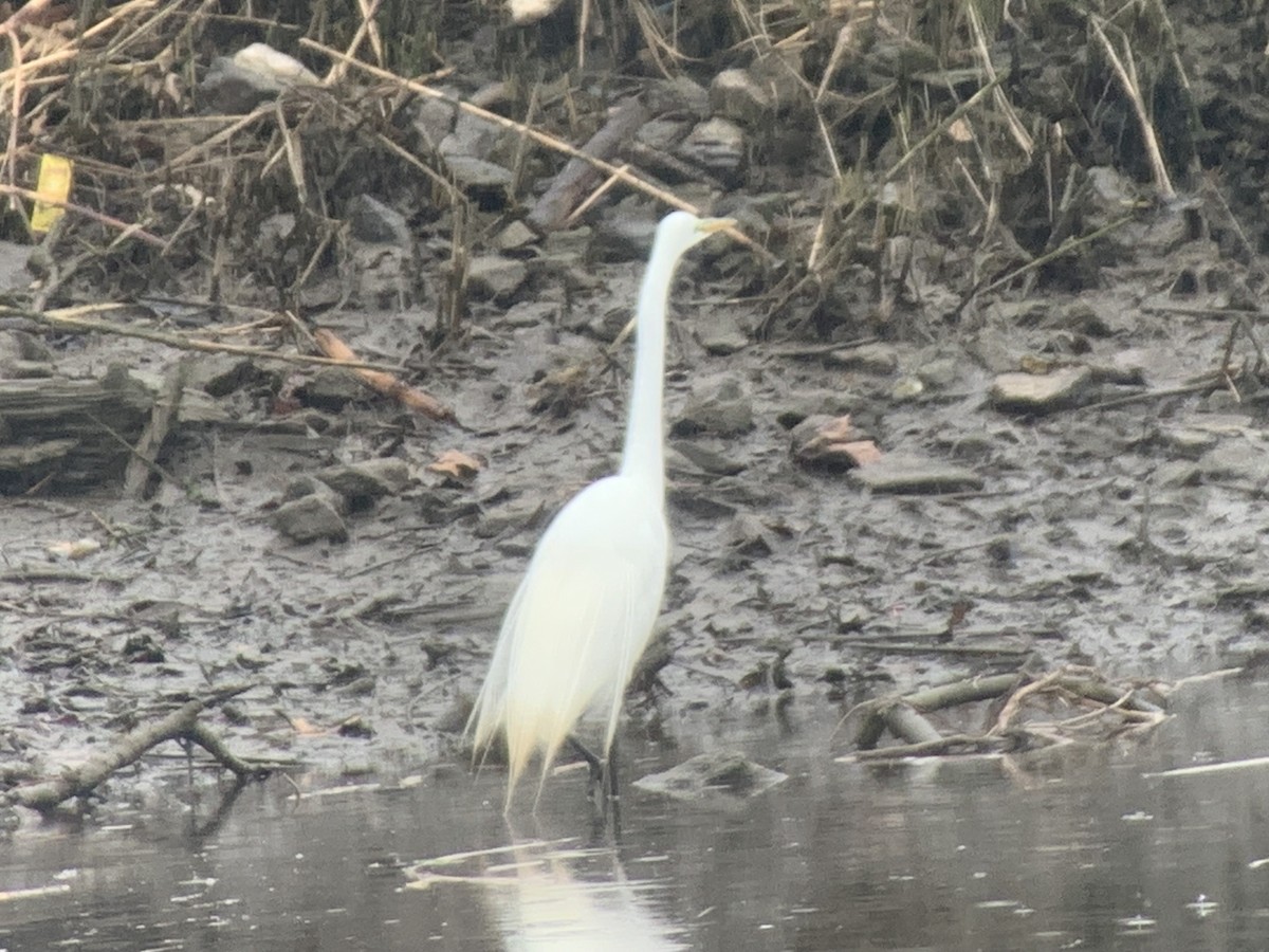 Great Egret - ML616774866