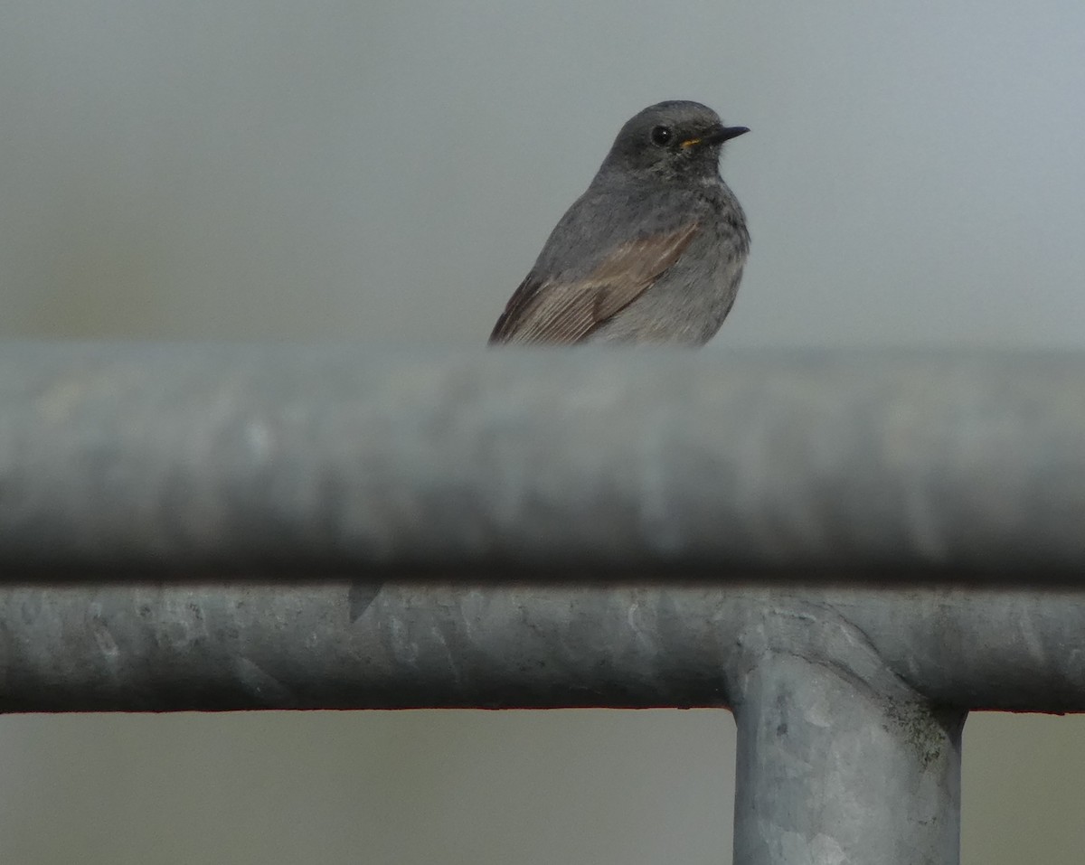 Black Redstart - Thorsten Hackbarth