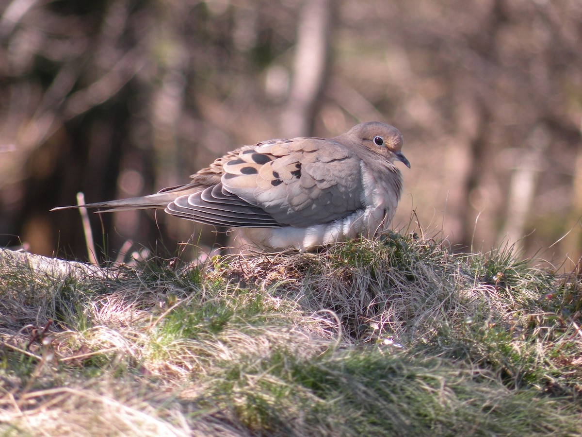 Mourning Dove - ML616774903