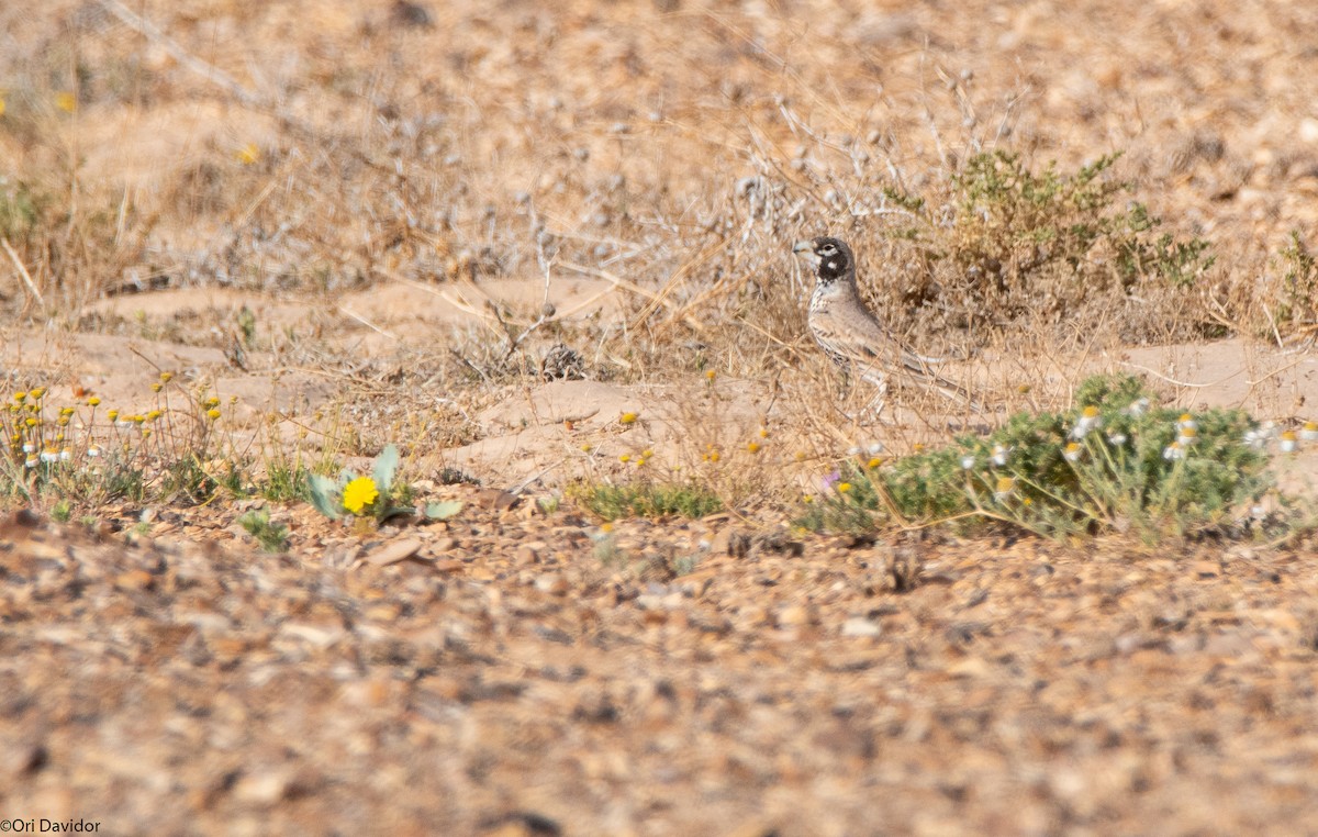 Thick-billed Lark - ML616774924