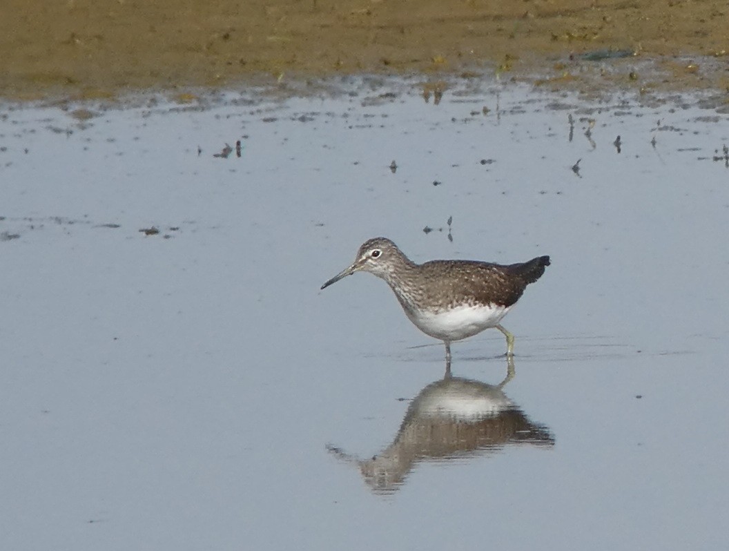 Green Sandpiper - Thorsten Hackbarth