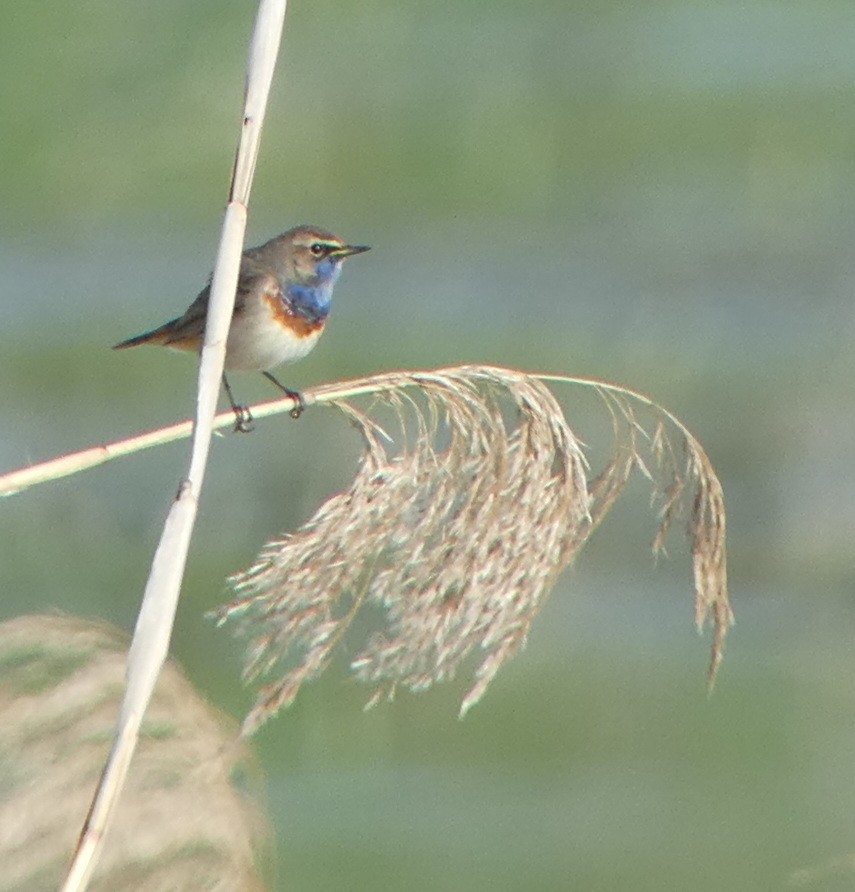 Bluethroat - ML616774941