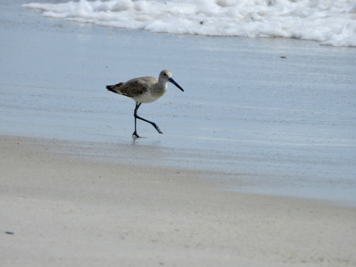 Willet - ML616774952