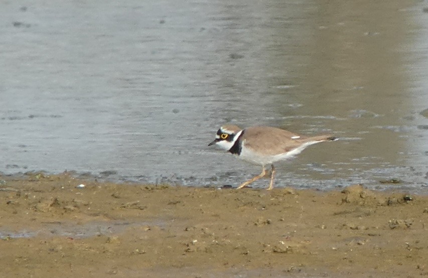 Little Ringed Plover - Thorsten Hackbarth