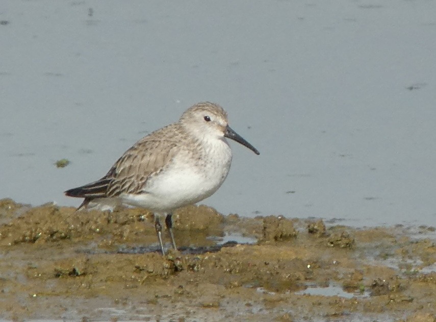 Dunlin - ML616774971