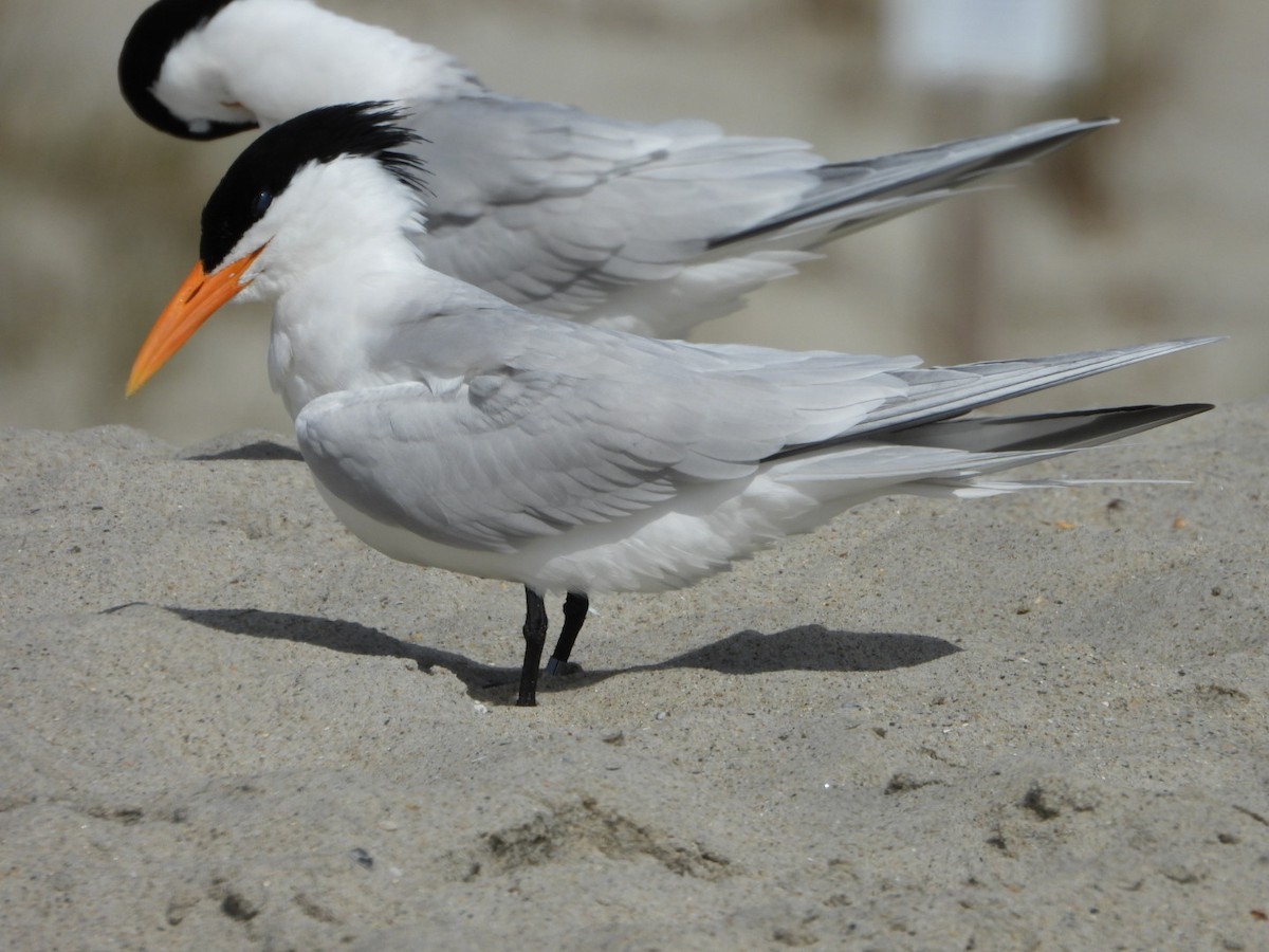 Royal Tern - ML616774982