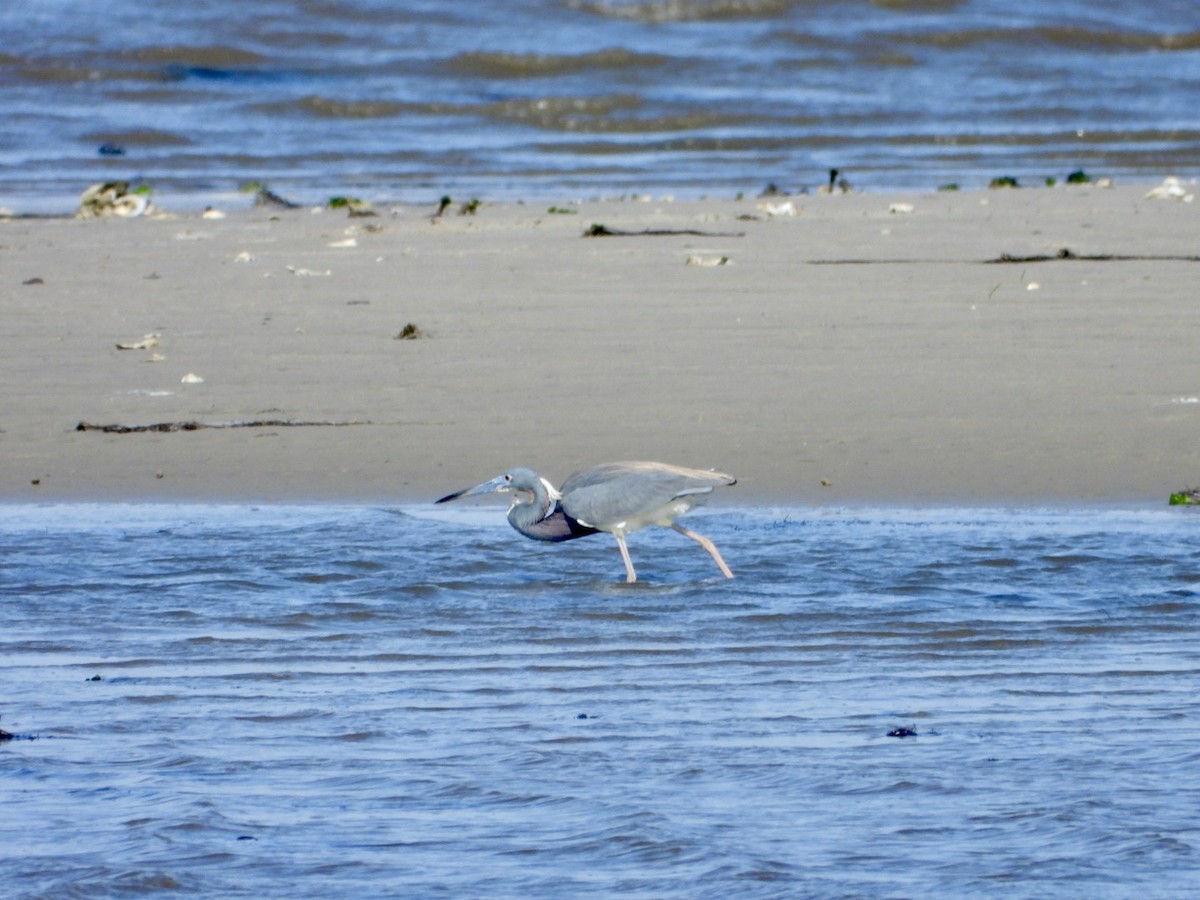 Tricolored Heron - Jeremiah Nichols