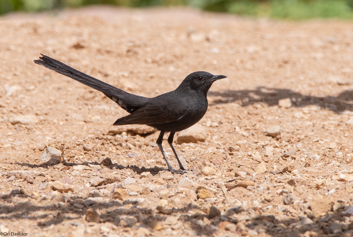 Black Scrub-Robin - ML616774996