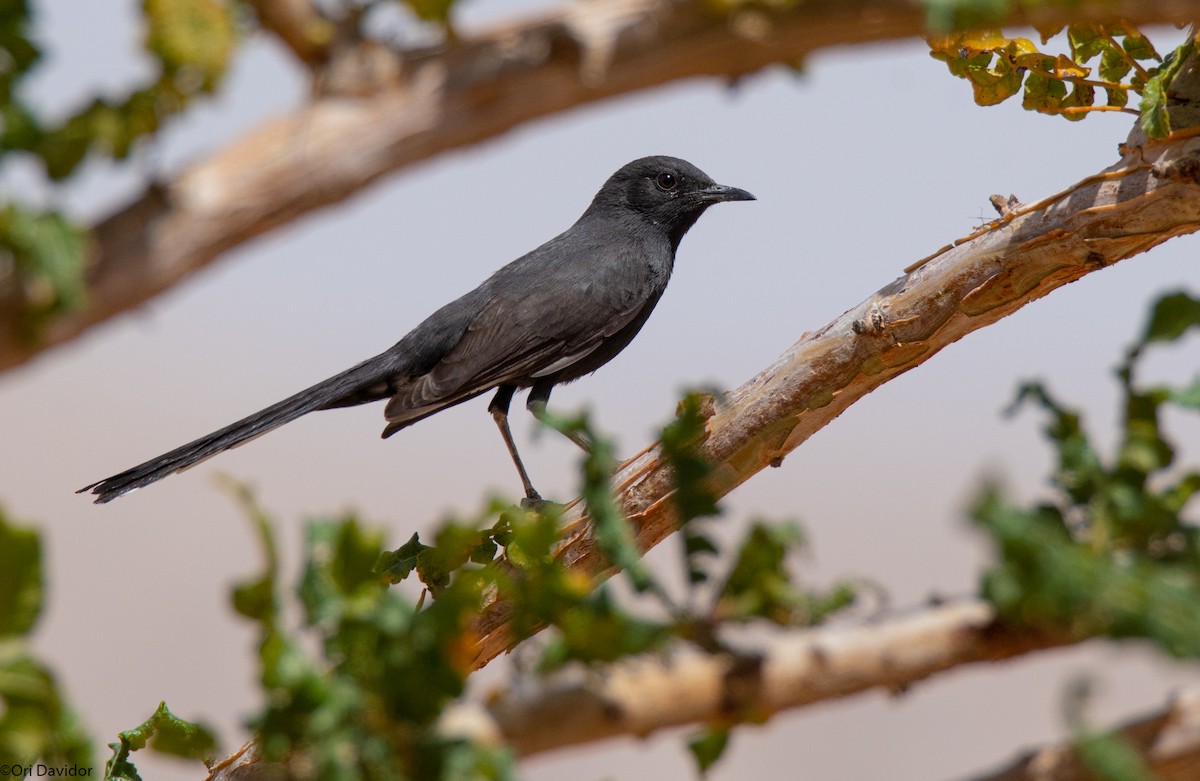 Black Scrub-Robin - ML616774999