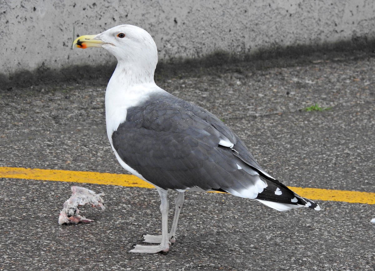 Great Black-backed Gull - ML616775028