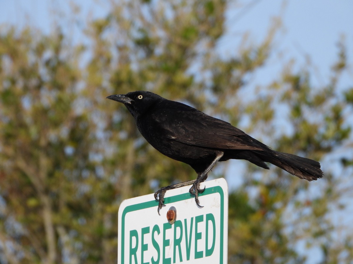 Boat-tailed Grackle - ML616775031