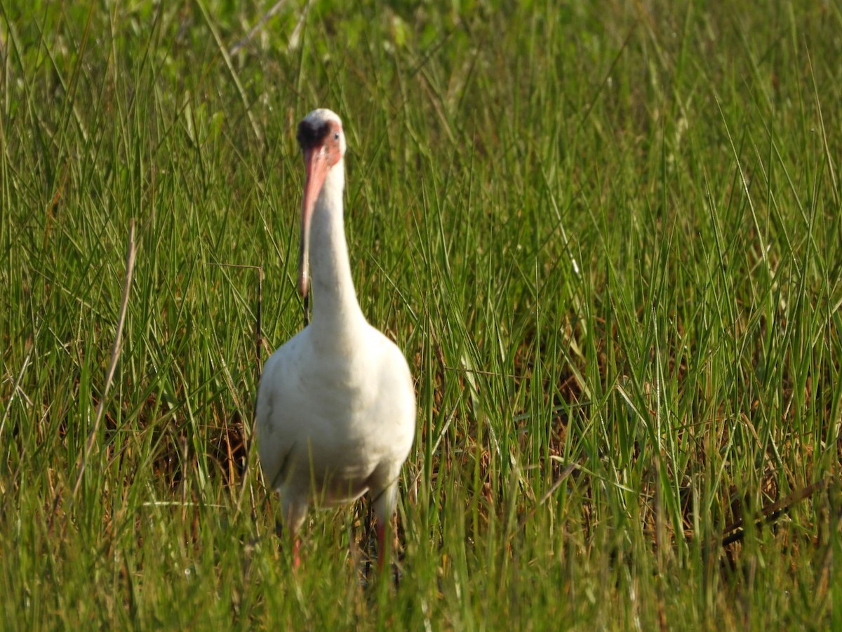 White Ibis - ML616775036