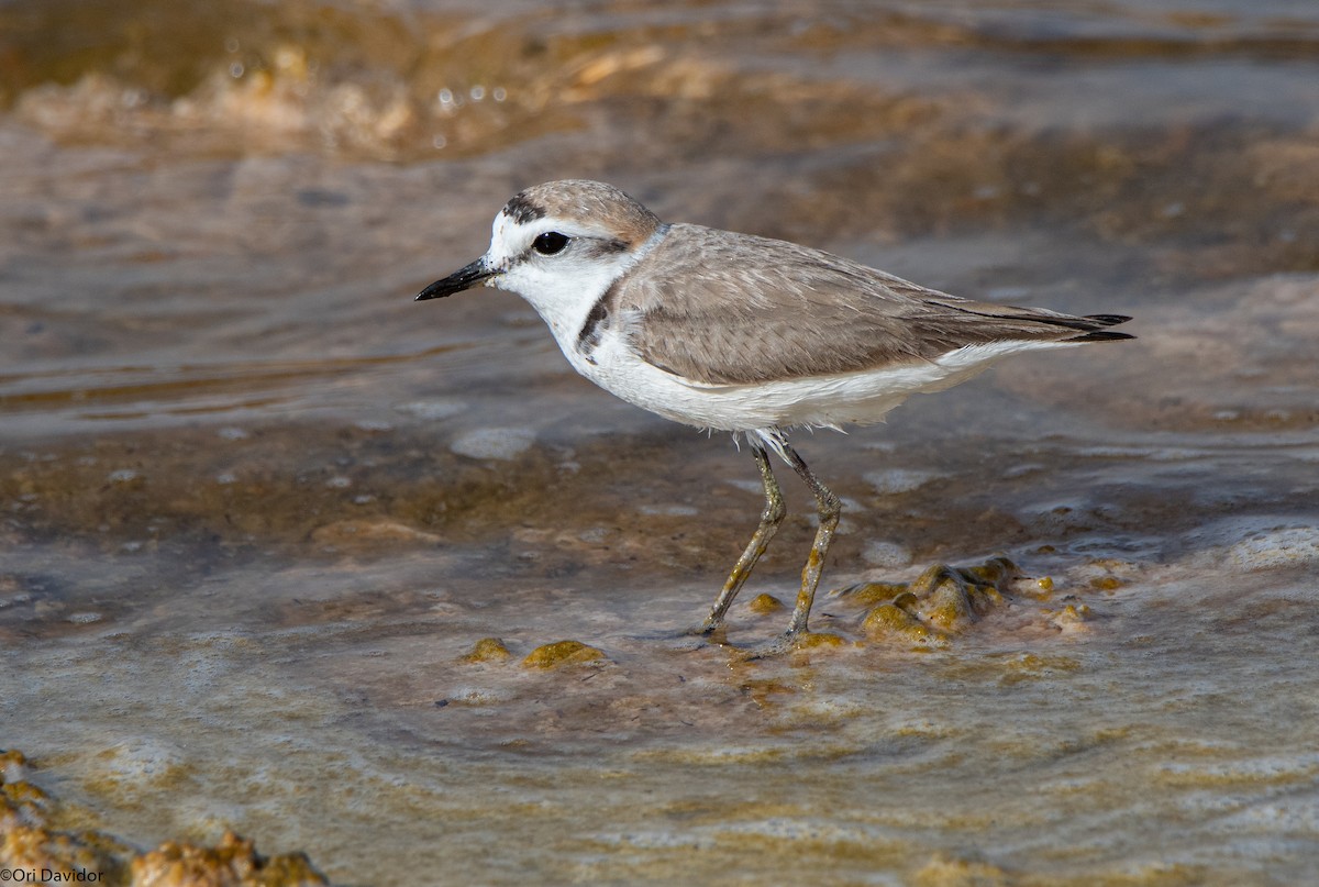 Kentish Plover - ML616775040