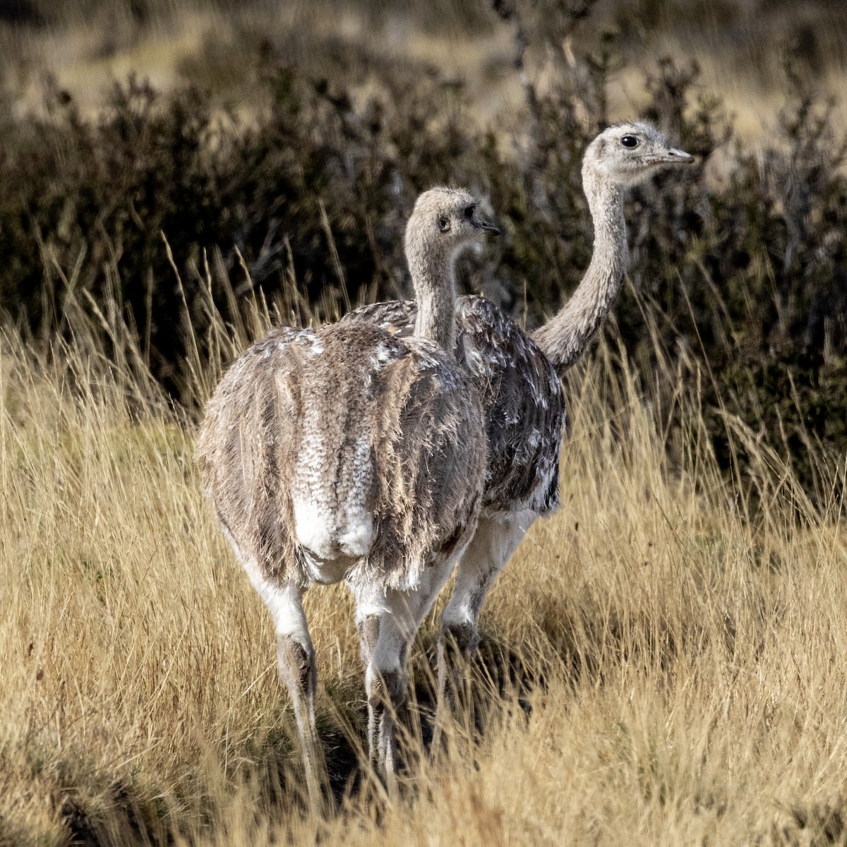 Lesser Rhea - ML616775080