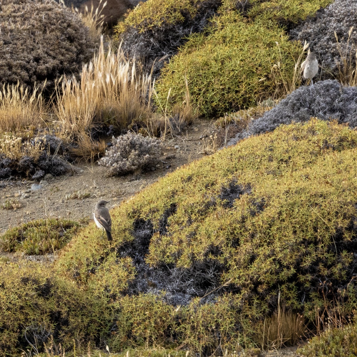 Spot-billed Ground-Tyrant - ML616775097