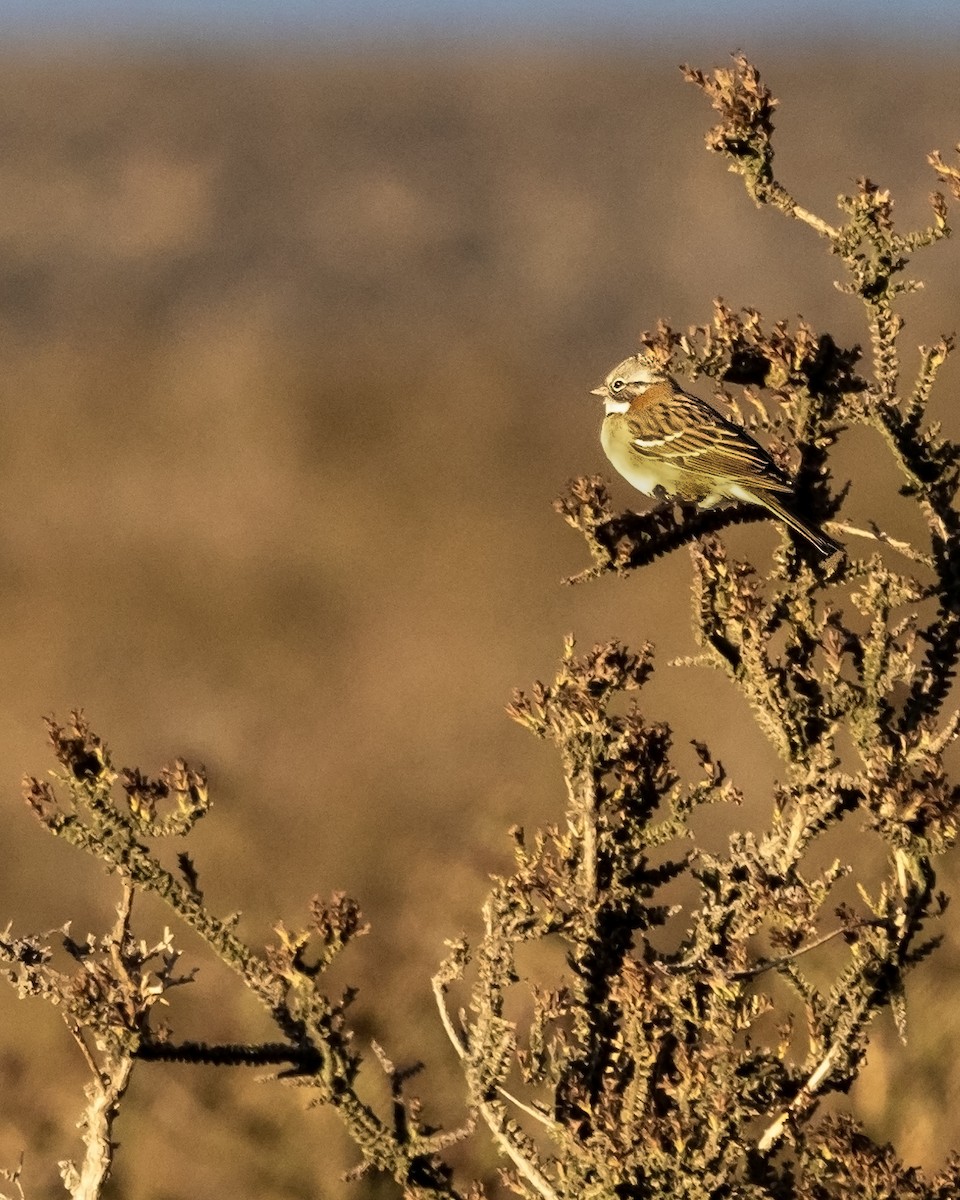 Rufous-collared Sparrow - ML616775111