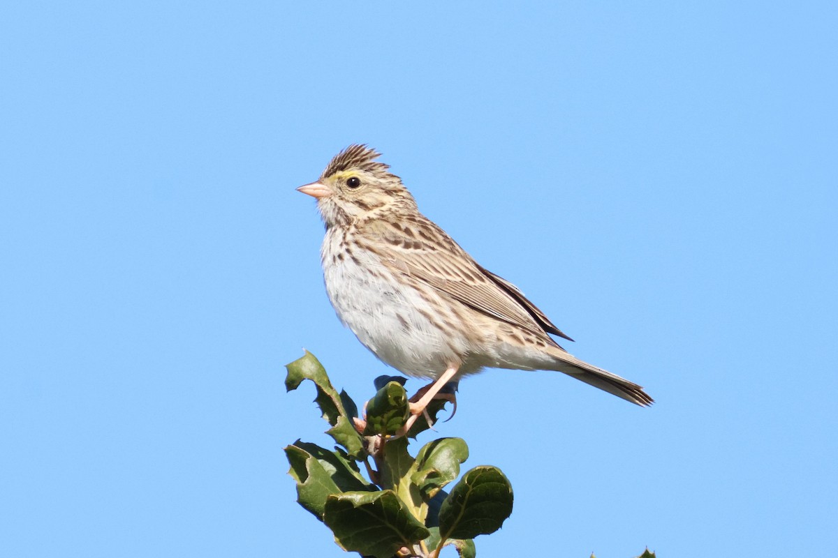 Savannah Sparrow - ML616775117