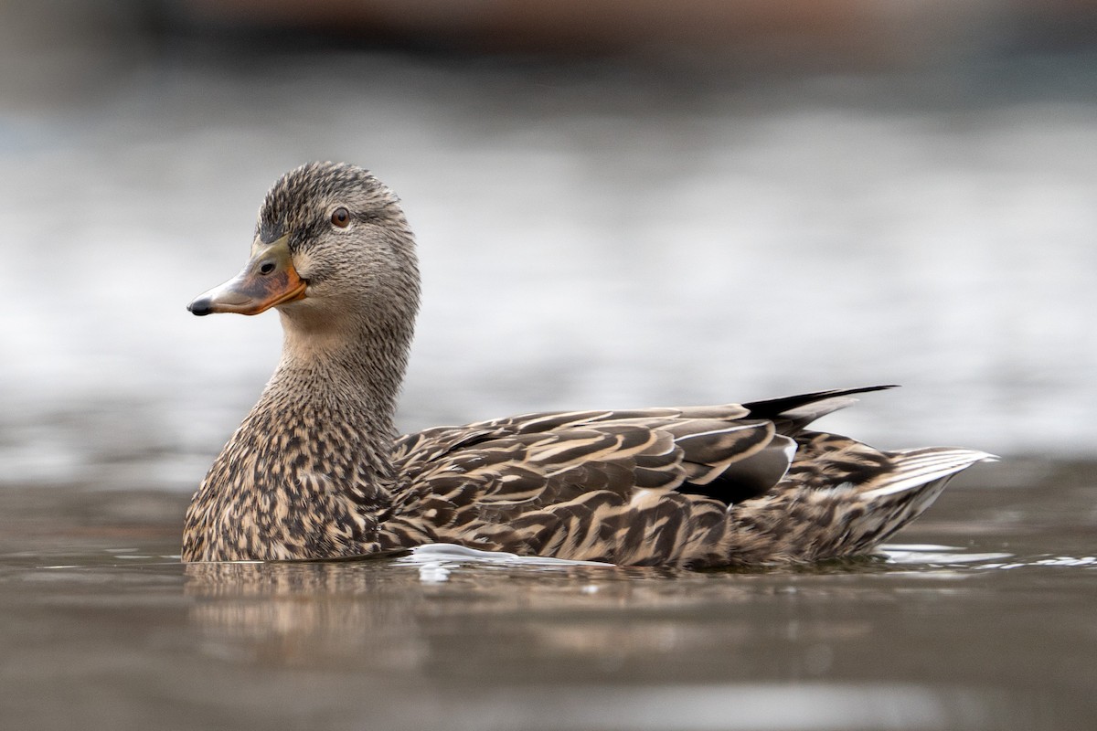 Canard colvert - ML616775121