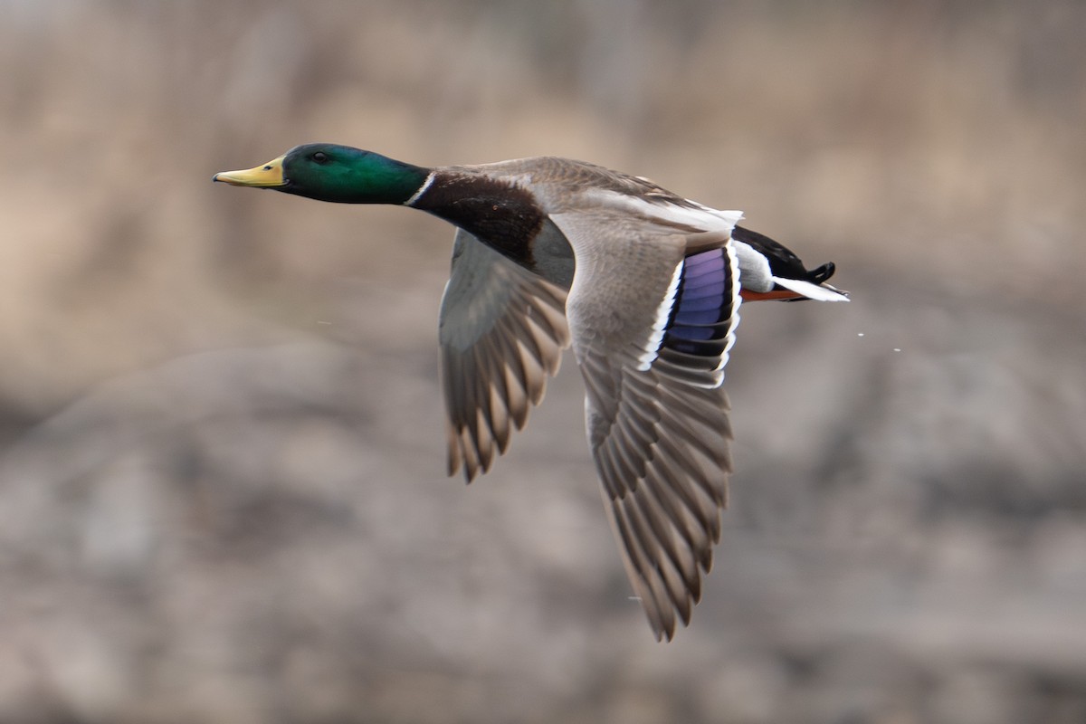 Mallard - Bernard Rodrigue