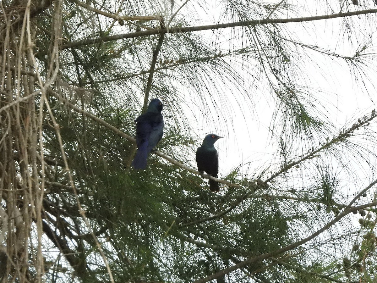 Black-bellied Starling - ML616775156