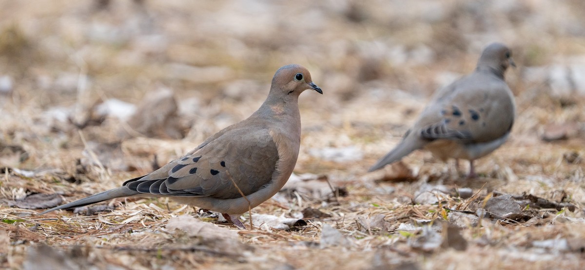 Mourning Dove - ML616775159