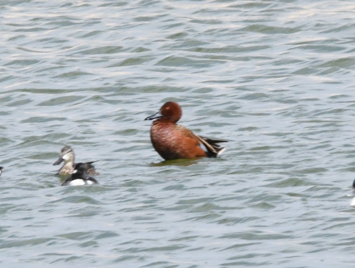 Cinnamon Teal - ML616775173