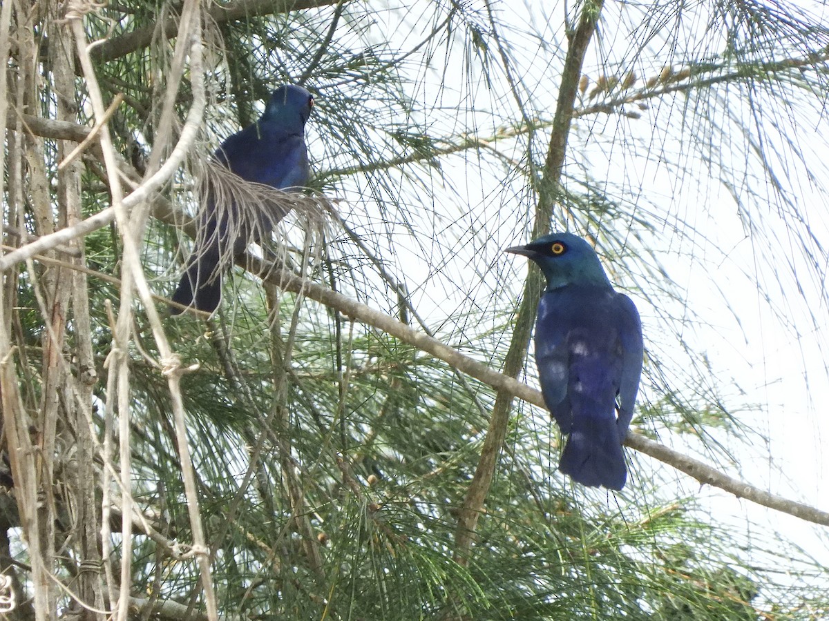 Black-bellied Starling - ML616775179