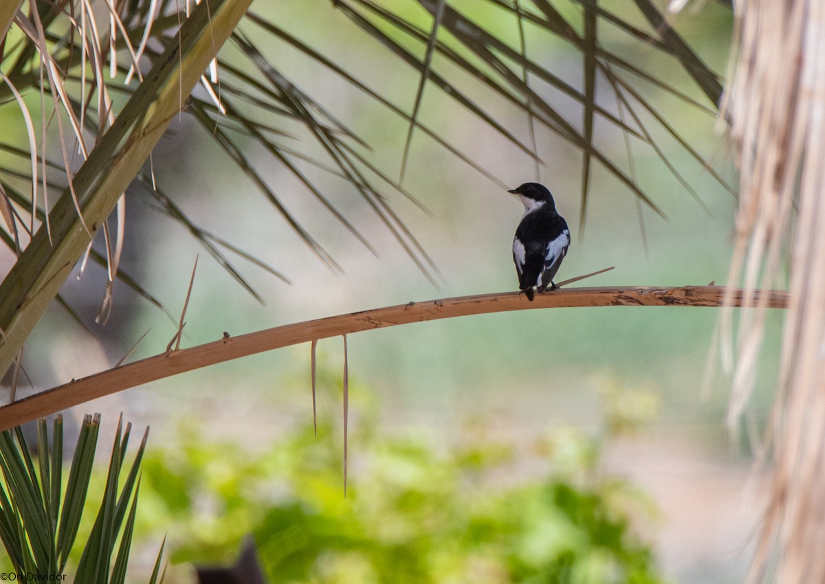 Semicollared Flycatcher - ML616775184