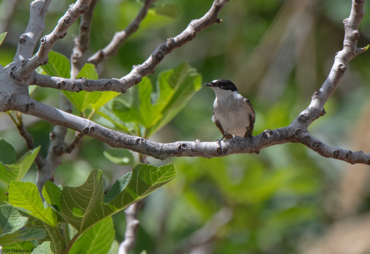 Semicollared Flycatcher - ML616775188