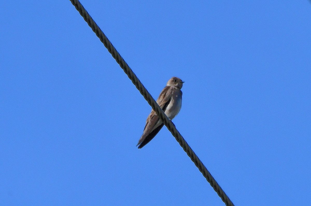 Northern Rough-winged Swallow - ML616775211