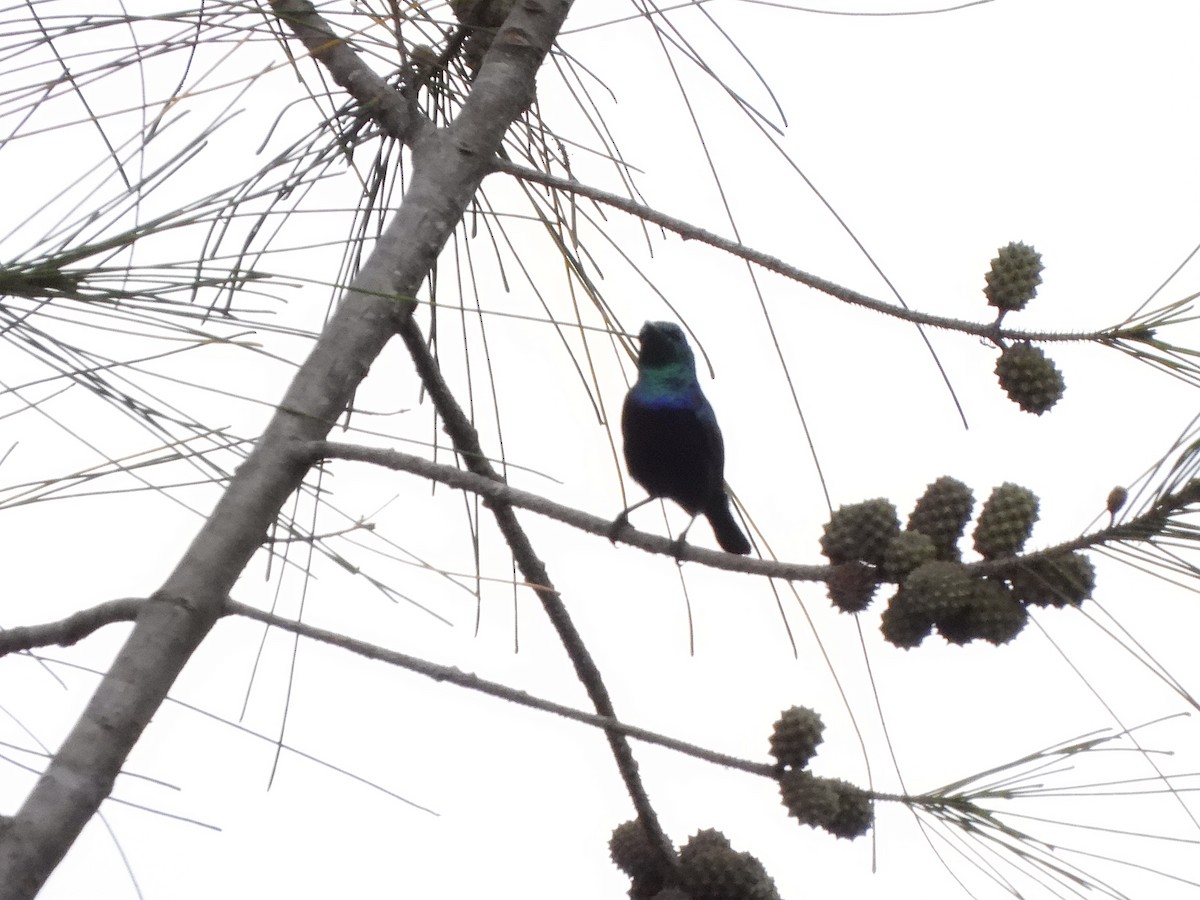 Purple-banded Sunbird - ML616775299