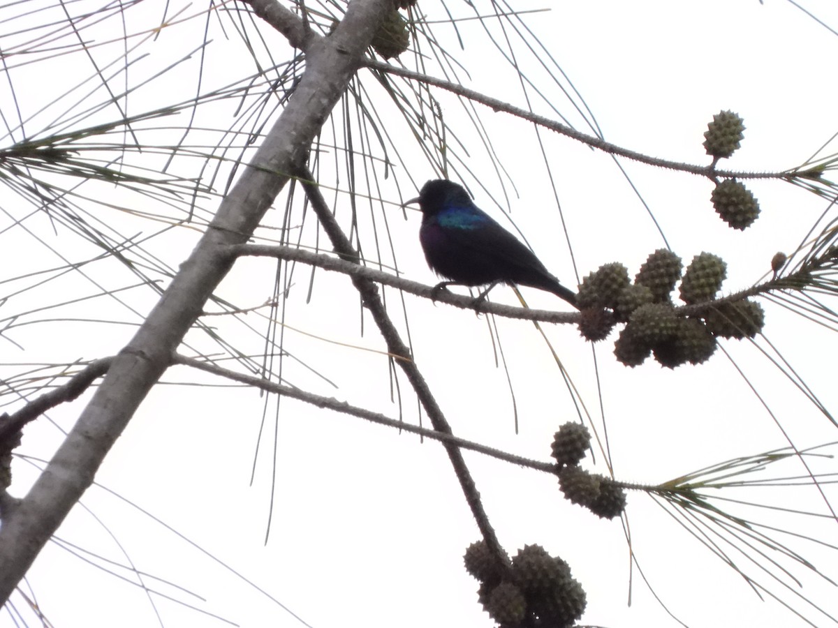 Purple-banded Sunbird - Bev Agler