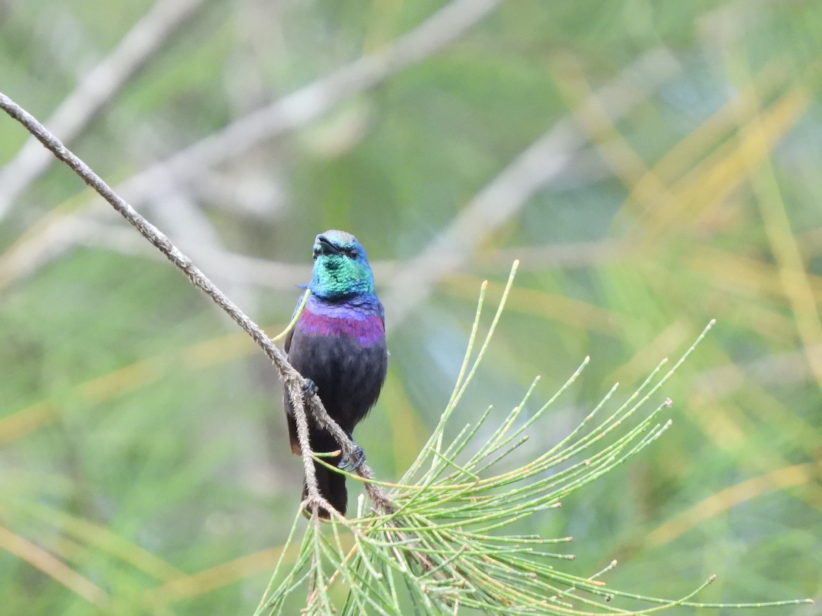 Purple-banded Sunbird - Bev Agler