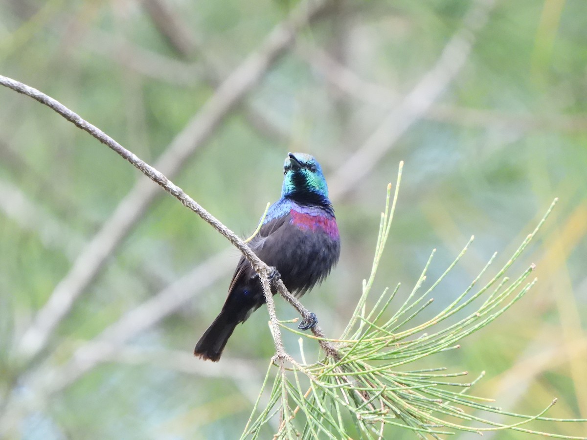Purple-banded Sunbird - Bev Agler