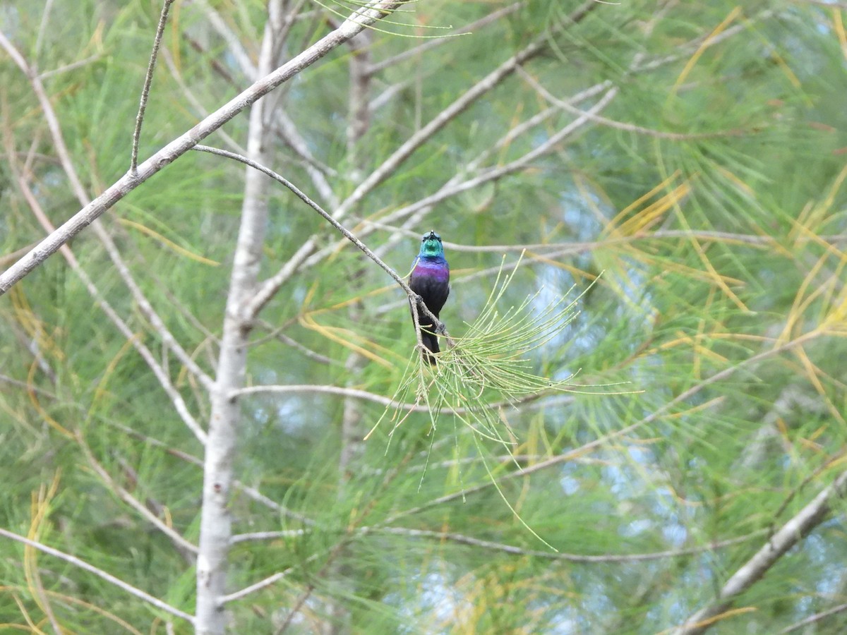 Purple-banded Sunbird - Bev Agler